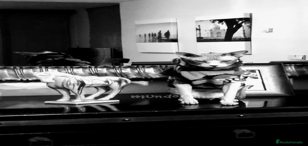 Imagen de galería {{count}}