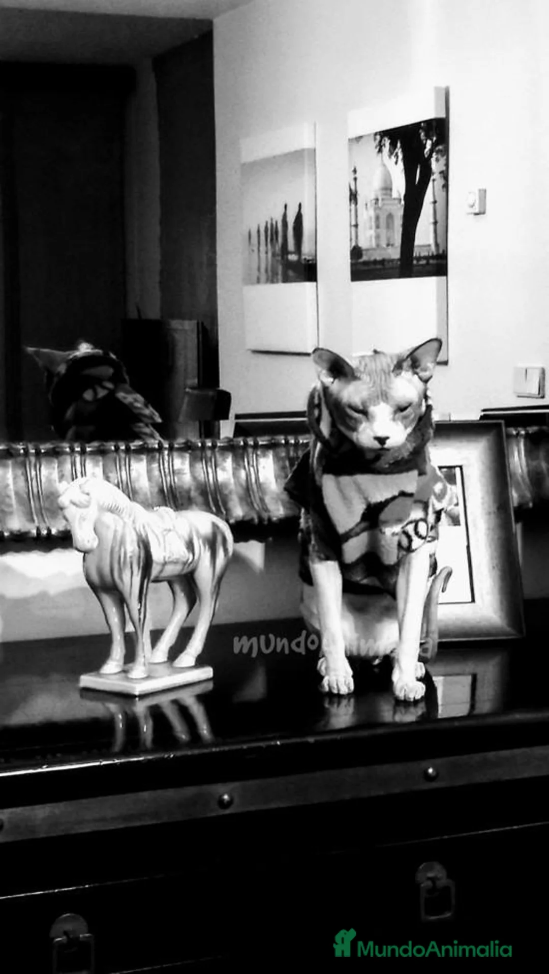 Imagen de galería {{count}}