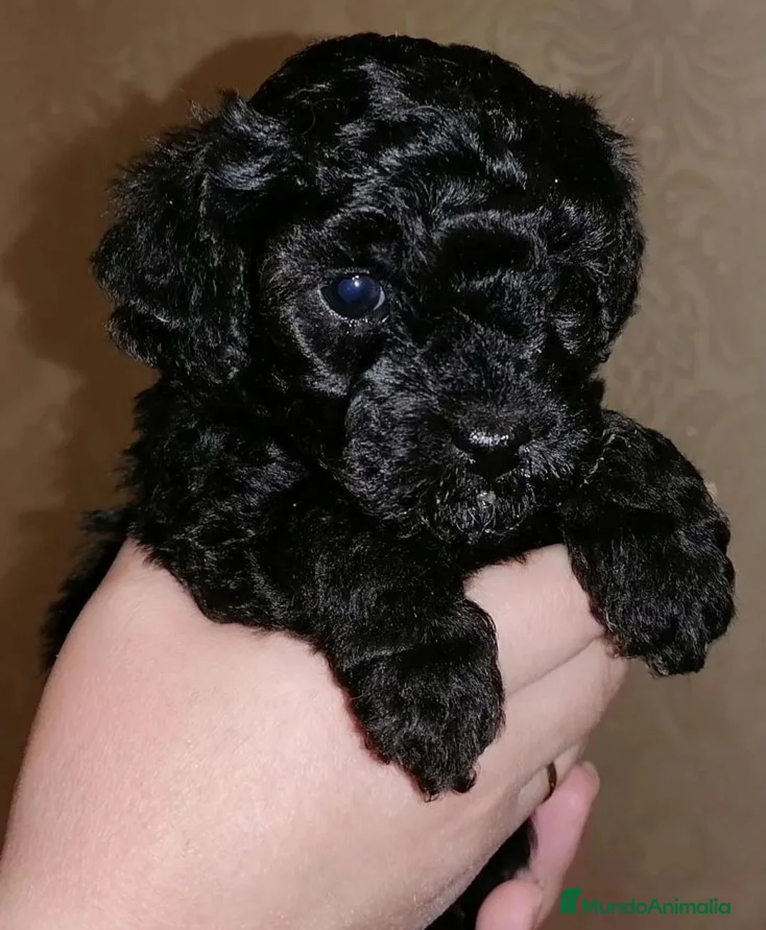 Caniche Toy perros en venta: Caniches toy Chocolate  - Anuncio 2