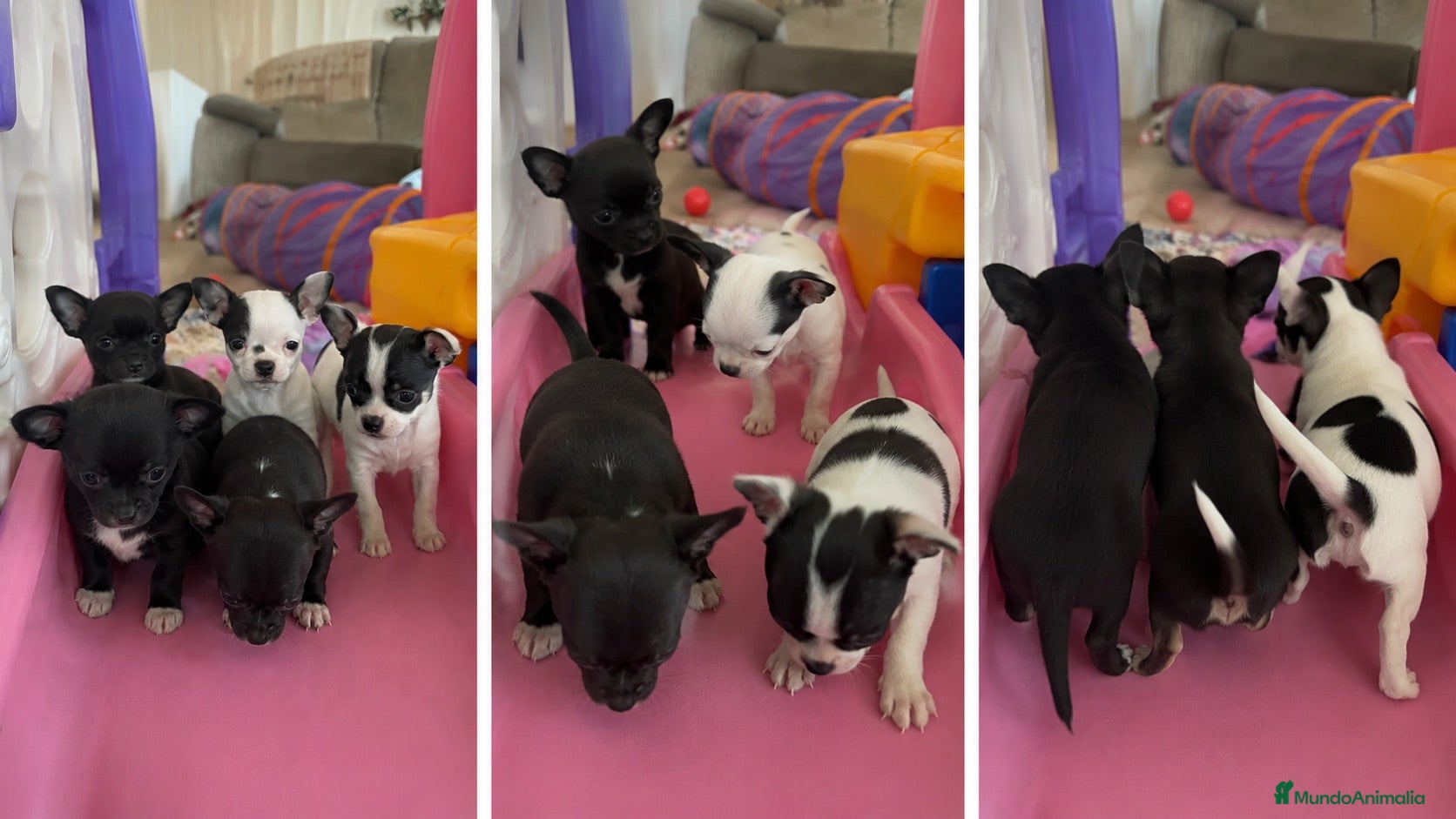 Chihuahua perros CHIHUAHUAS PUPPY  - Anuncio 2