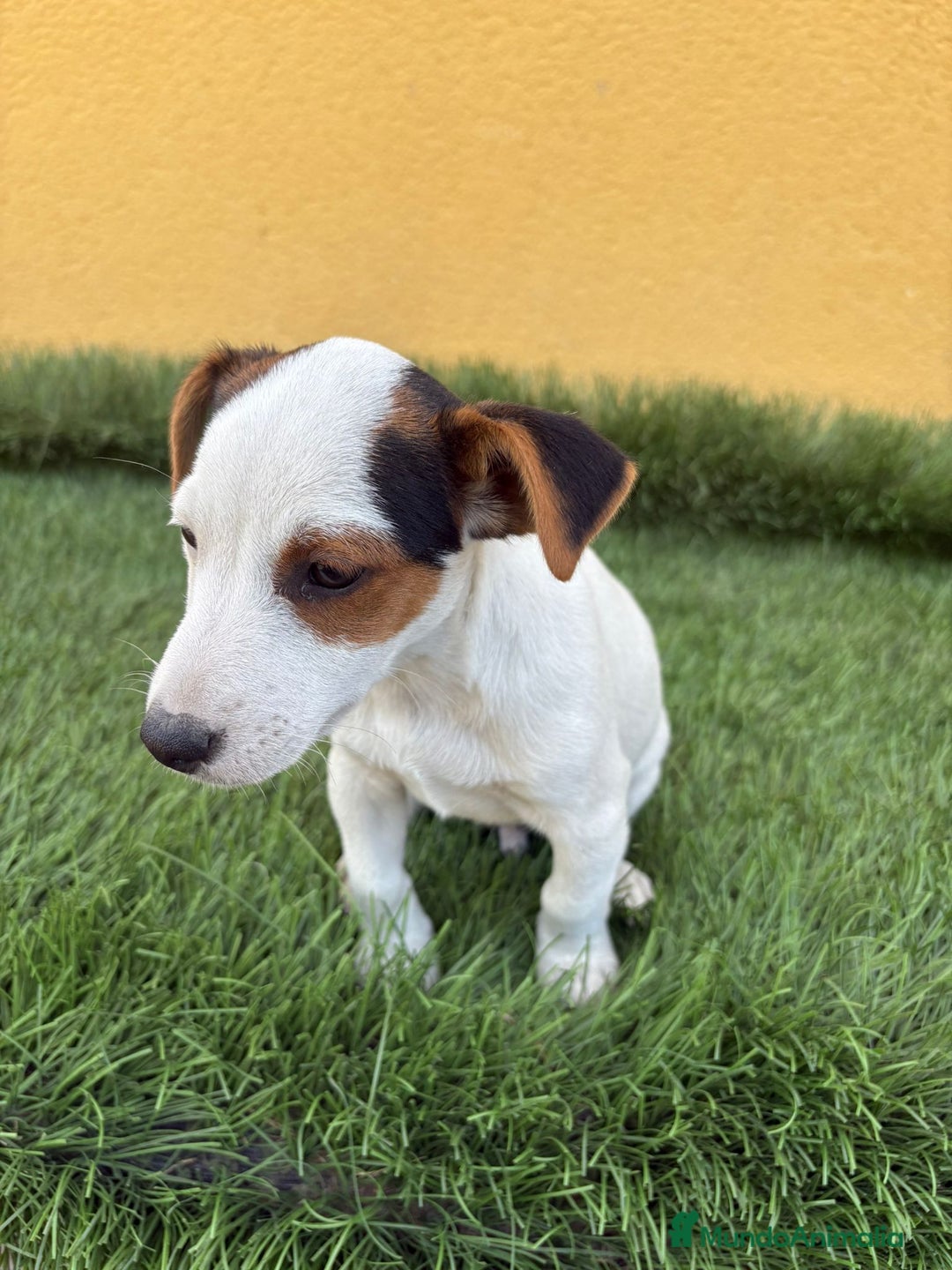 Jack Russell Terrier perros en venta: Jack russell macho tricolor  - Imagen 15