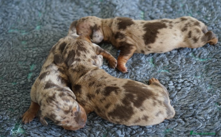 Teckel Miniatura perros - Anuncio 4