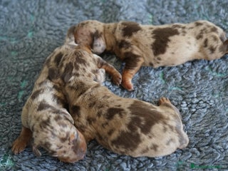 Teckel Miniatura perros - Anuncio 37