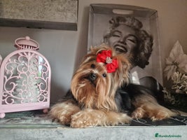 Yorkshire Terrier perros Yorkshire terrier - Anuncio 10