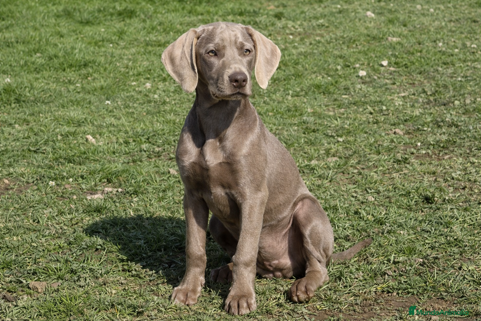 Weimaraner perros Braco de weimar  - Anuncio 1