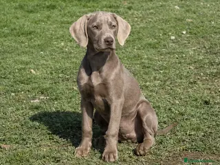 Weimaraner perros Braco de weimar - Anuncio 1