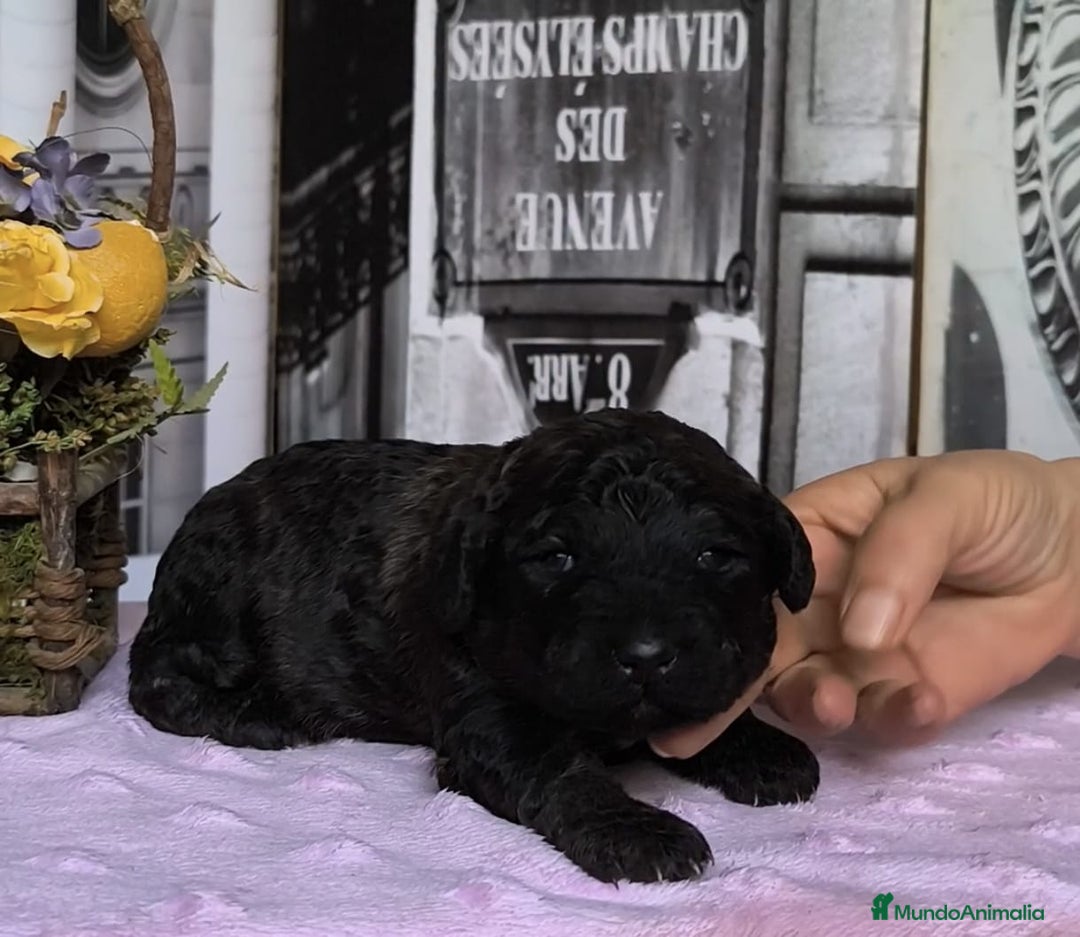 Perro de Agua Español perros en venta: Perros de agua  - Anuncio 6