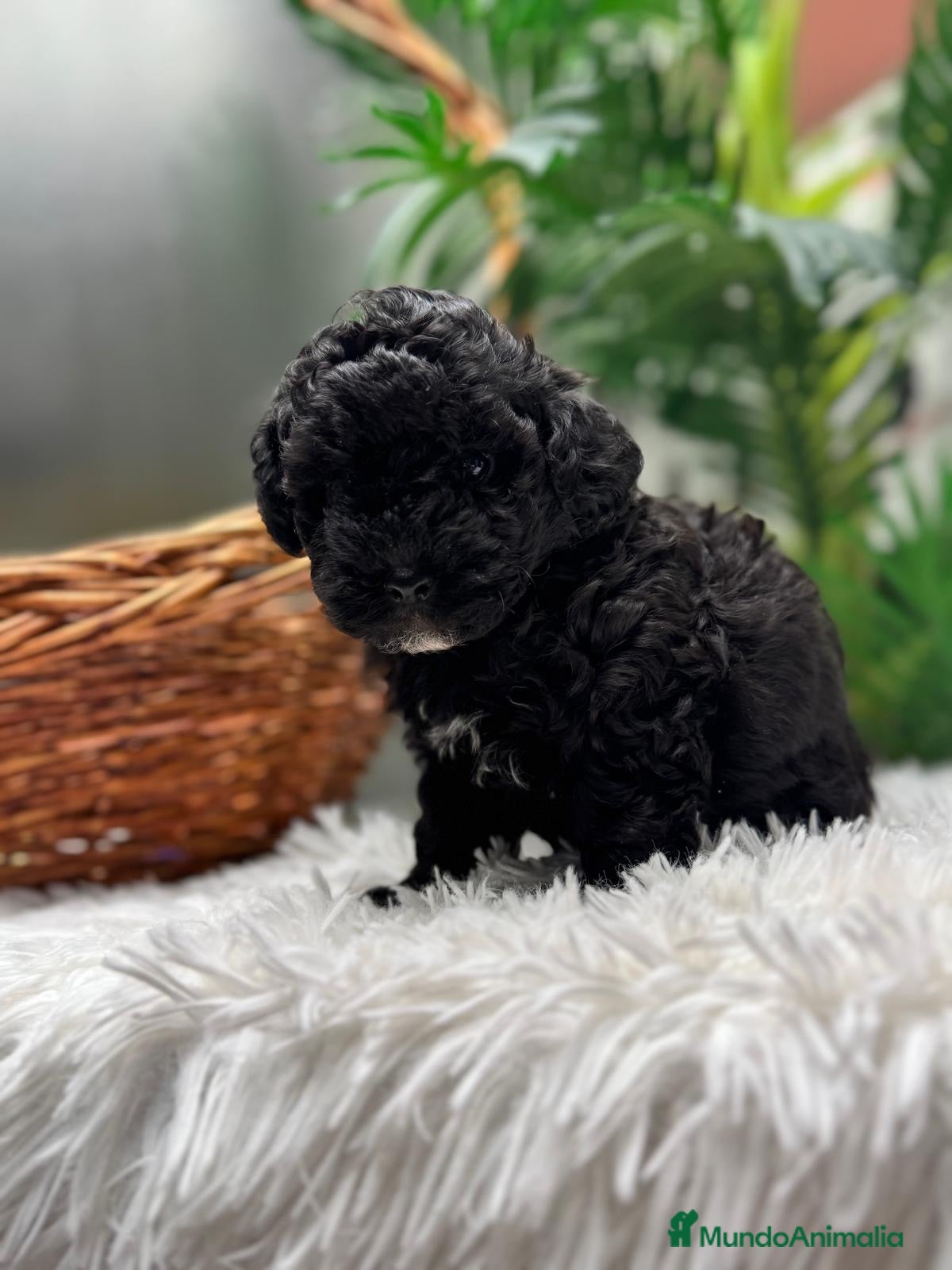 Maltipoo perros MALTIPOO 💙 - Anuncio 2