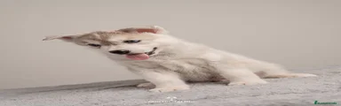 Husky Siberiano Cachorro 1
