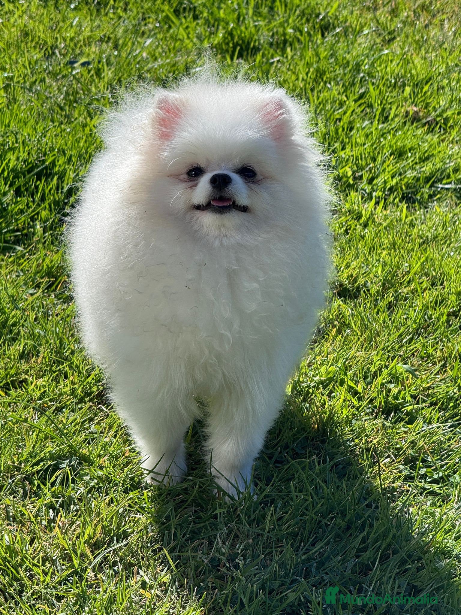 Pomerania perros Preciosos Pomerania disponibles  - Anuncio 1
