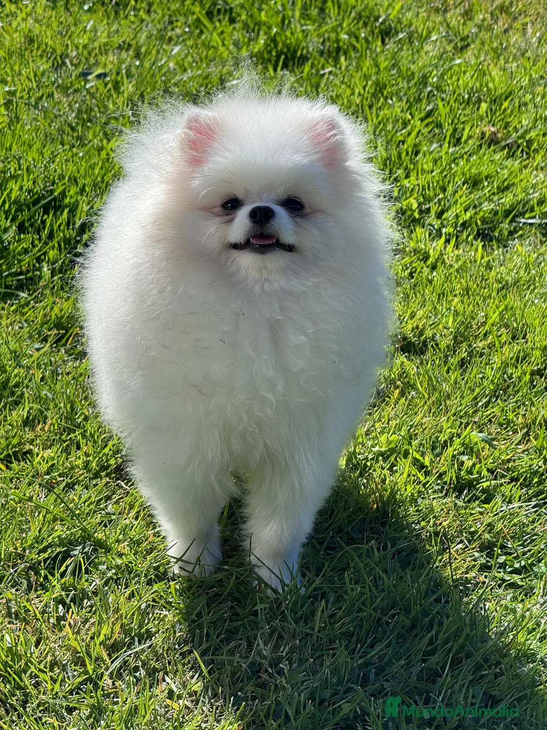 Pomerania perros en venta: Preciosos Pomerania disponibles  - Anuncio 1