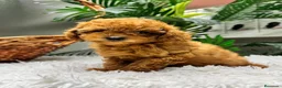 Caniche Toy perros en venta: CANICHE TOY - Anuncio 8