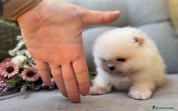 Pomerania perros en venta: POMERANIAS SUPER EXCLUSIVOS - Imagen 2