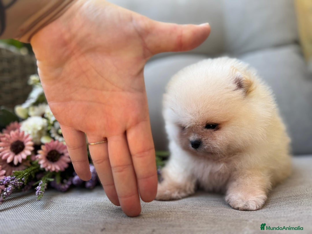 Pomerania perros en venta: POMERANIAS SUPER EXCLUSIVOS - Imagen 2