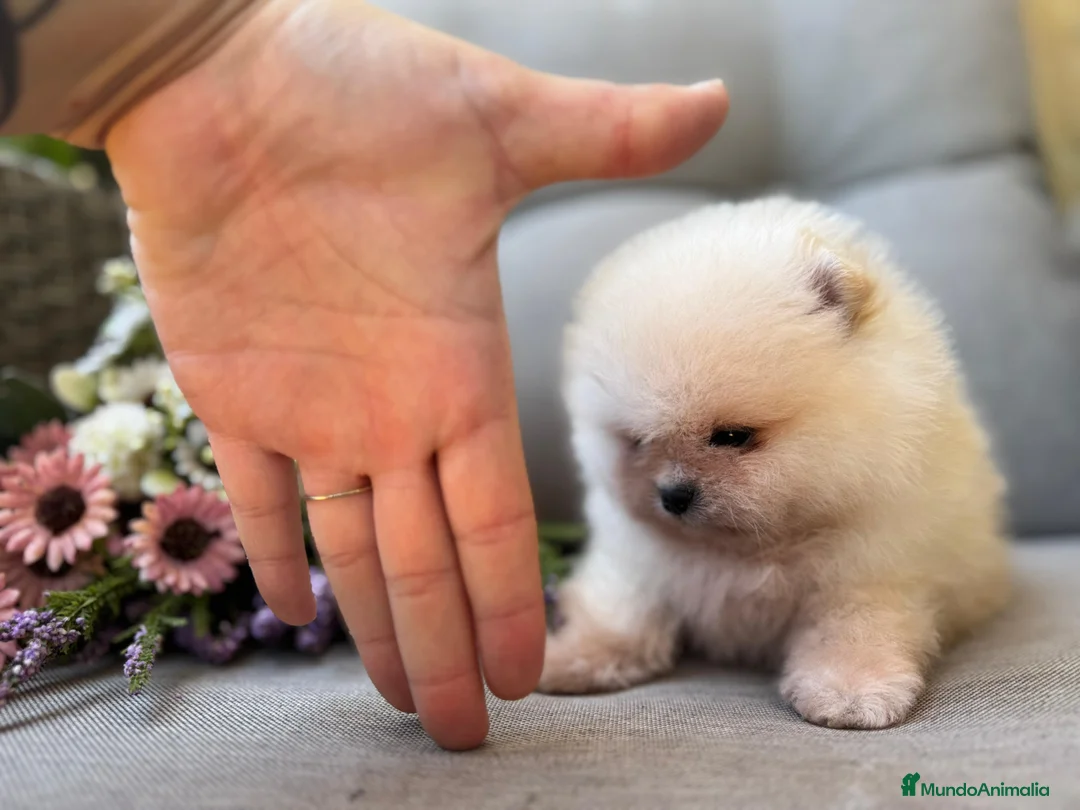 Pomerania perros en venta: POMERANIAS SUPER EXCLUSIVOS - Anuncio 2