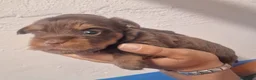 Biewer Yorkshire Terrier a la Pom Pon perros en venta: Yorkshire precio real - Anuncio 7