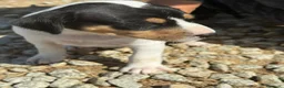 Ratonero Bodeguero Andaluz perros en venta: Bodeguero andaluz hembra  - Anuncio 7