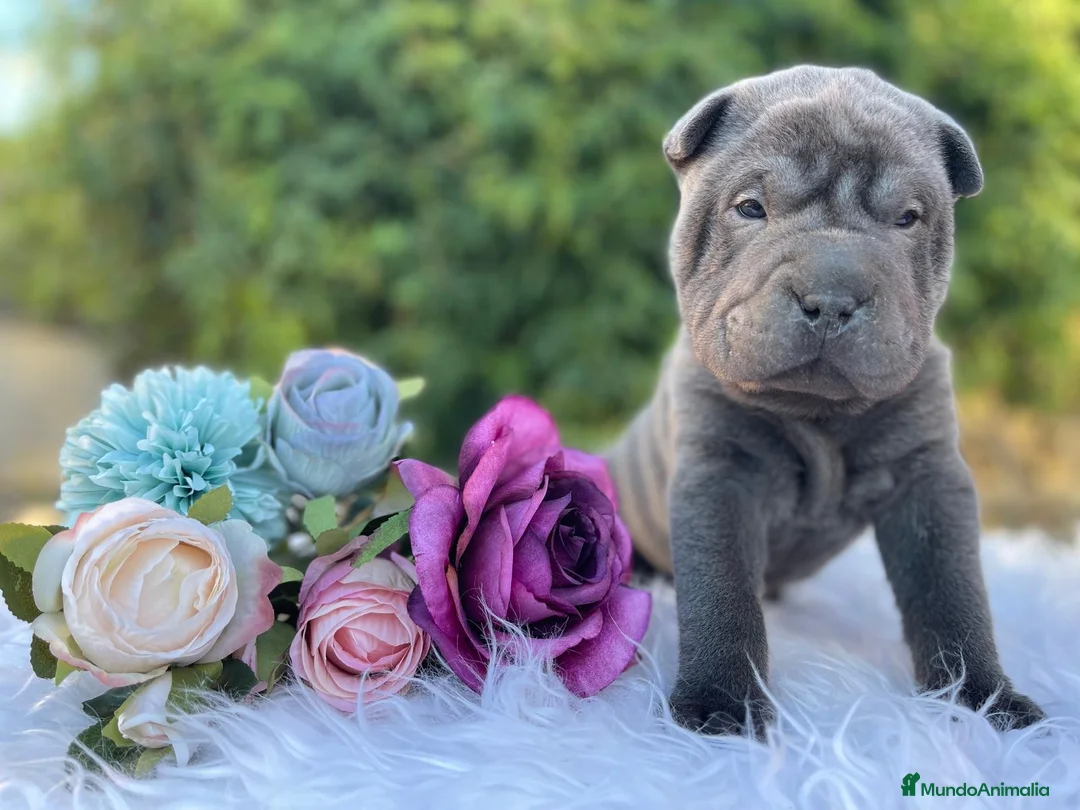 Shar Pei perros en venta: BEBES SHAR PEI BLUE en Málaga - Anuncio 6