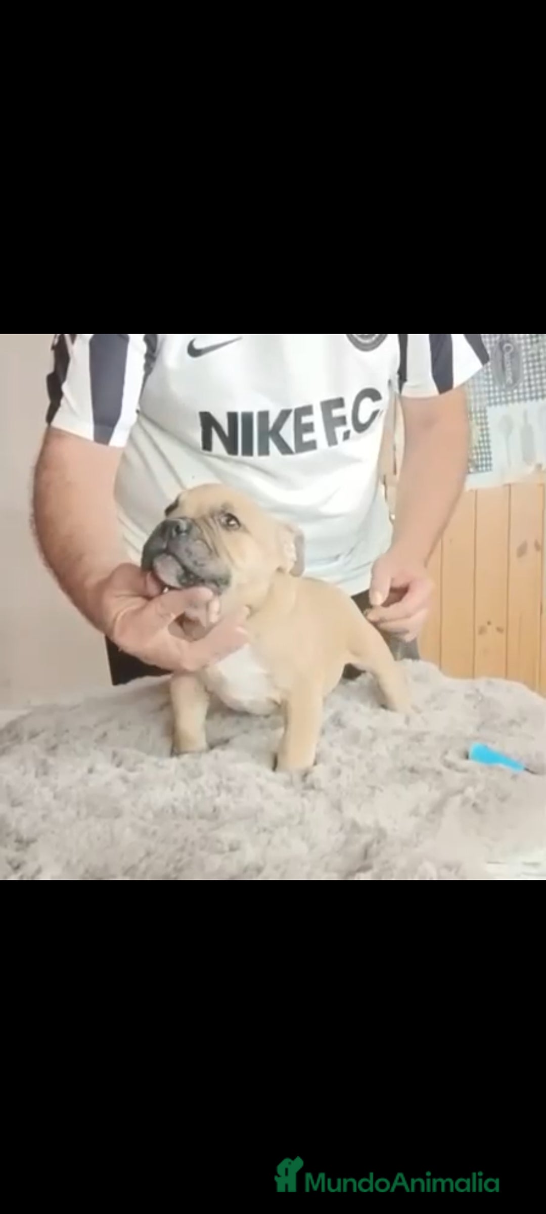 American Bully perros en venta: American bully pocket  - Imagen 8