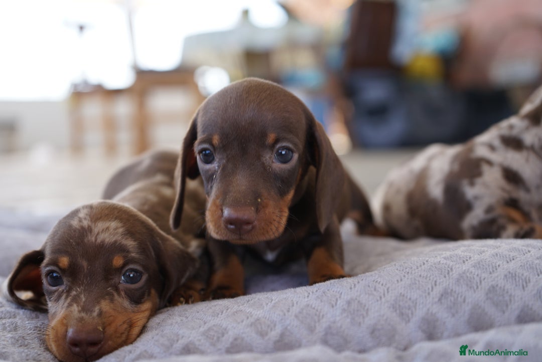 Teckel Miniatura perros en venta: ✨ Presentamos a Lola, teckel miniatura chocolate ✨ - Imagen 8
