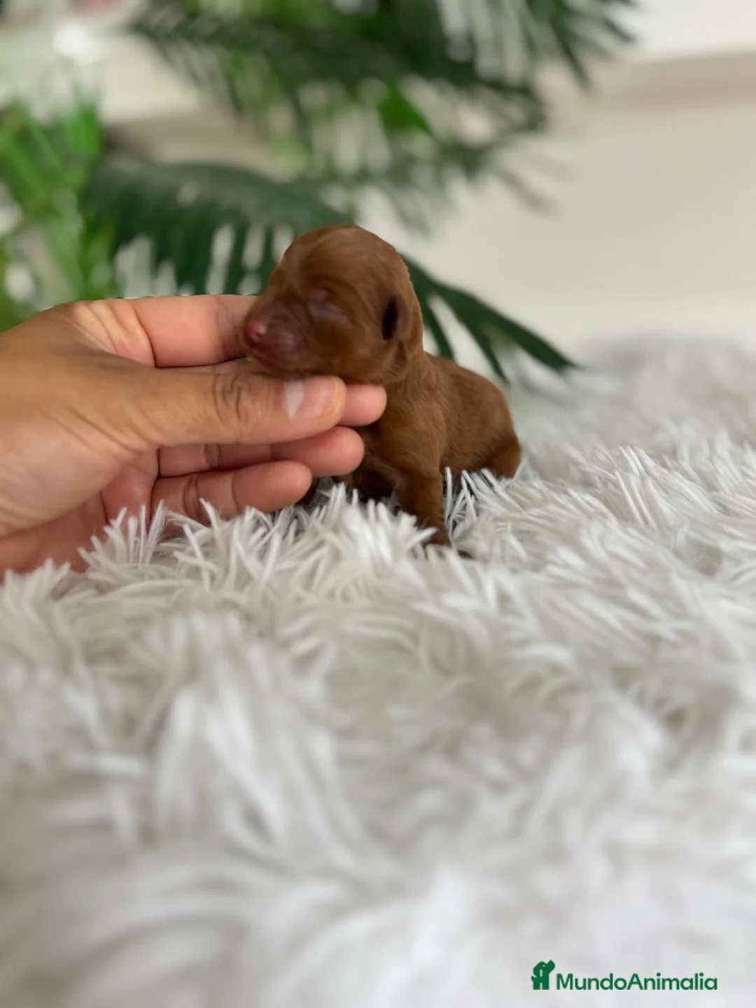 Maltipoo perros en venta: MALTIPOO ROJA - Anuncio 2