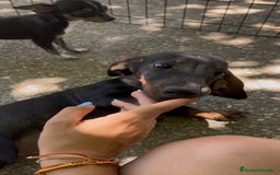Teckel perros en venta: Teckel macho  - Imagen 3