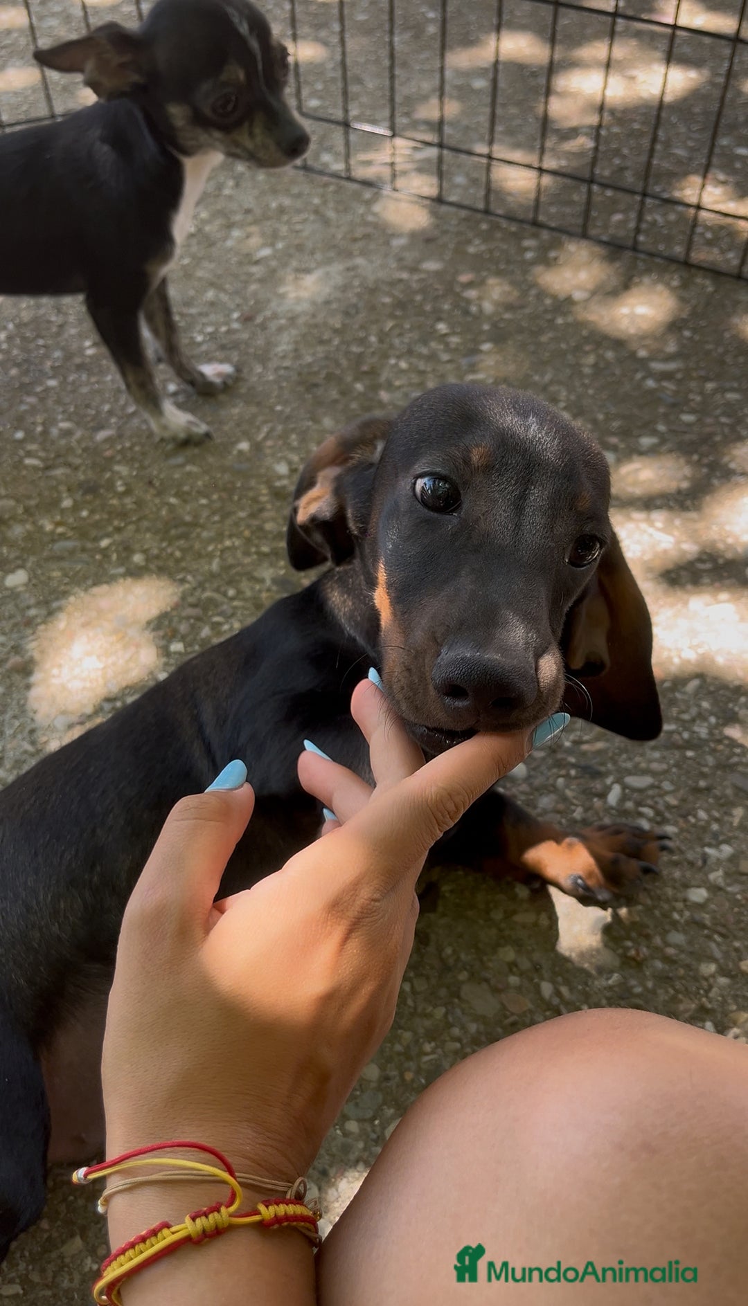 Teckel perros en venta: Teckel macho  - Imagen 3