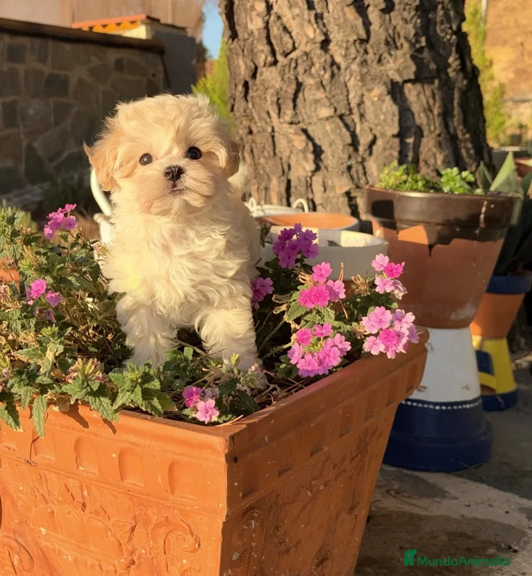 Maltipoo perros en venta: Maltipoo Mini Toy fotos actuales !!! - Anuncio 4