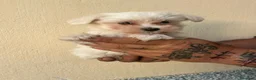 Bichón Maltés perros en venta: Bichón, maltés, macho - Anuncio 3