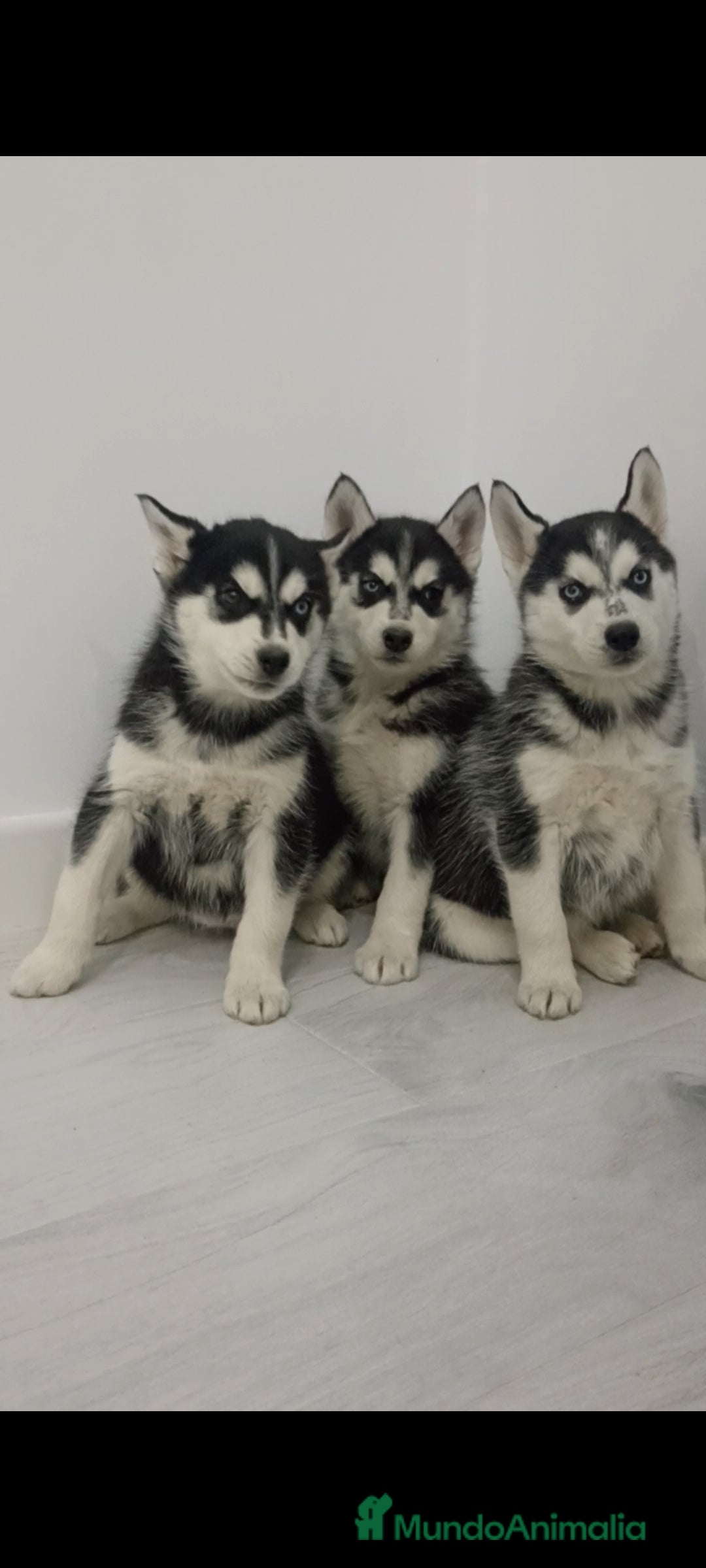 Husky Siberiano perros en venta: Husky siberianos cachorros  - Anuncio 5