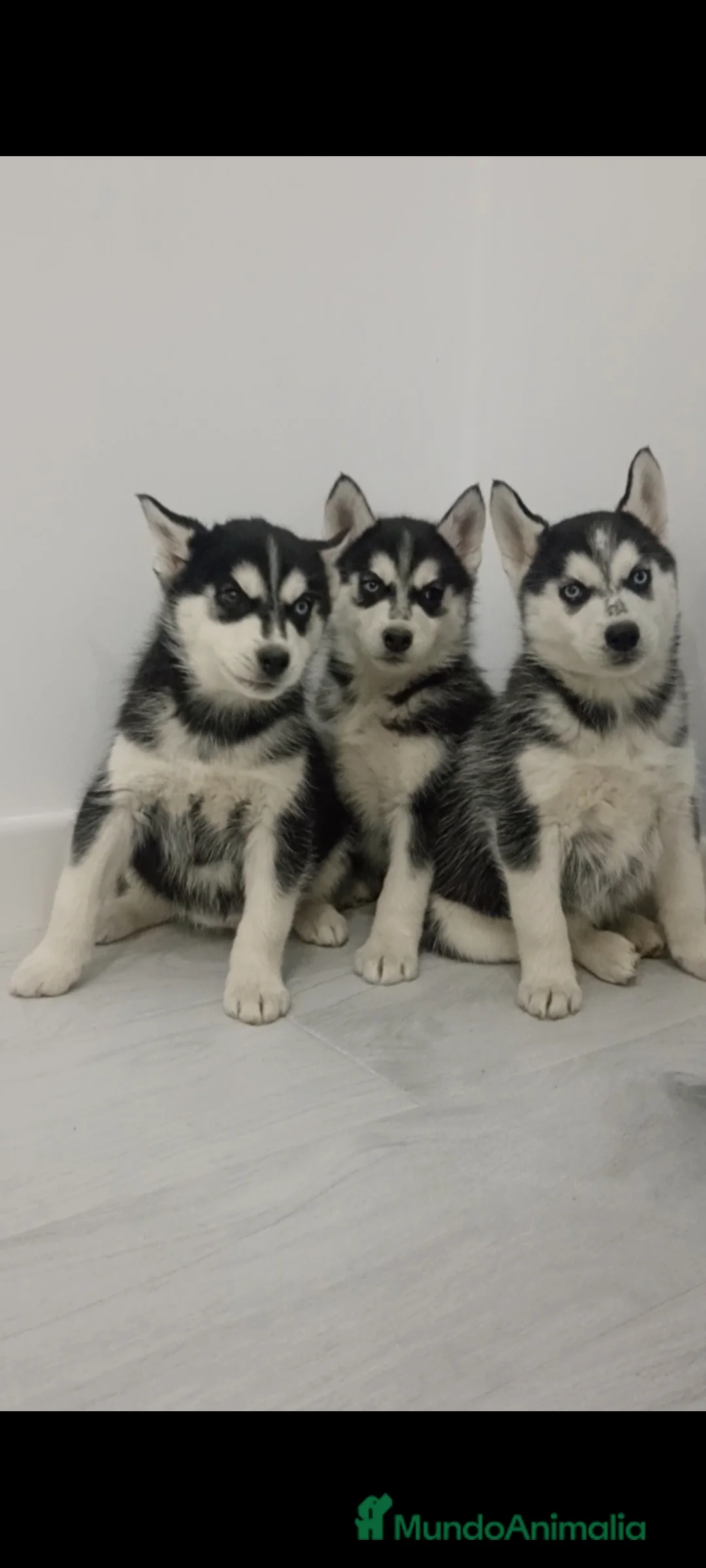Husky Siberiano perros en venta: Husky siberianos cachorros  - Anuncio 5