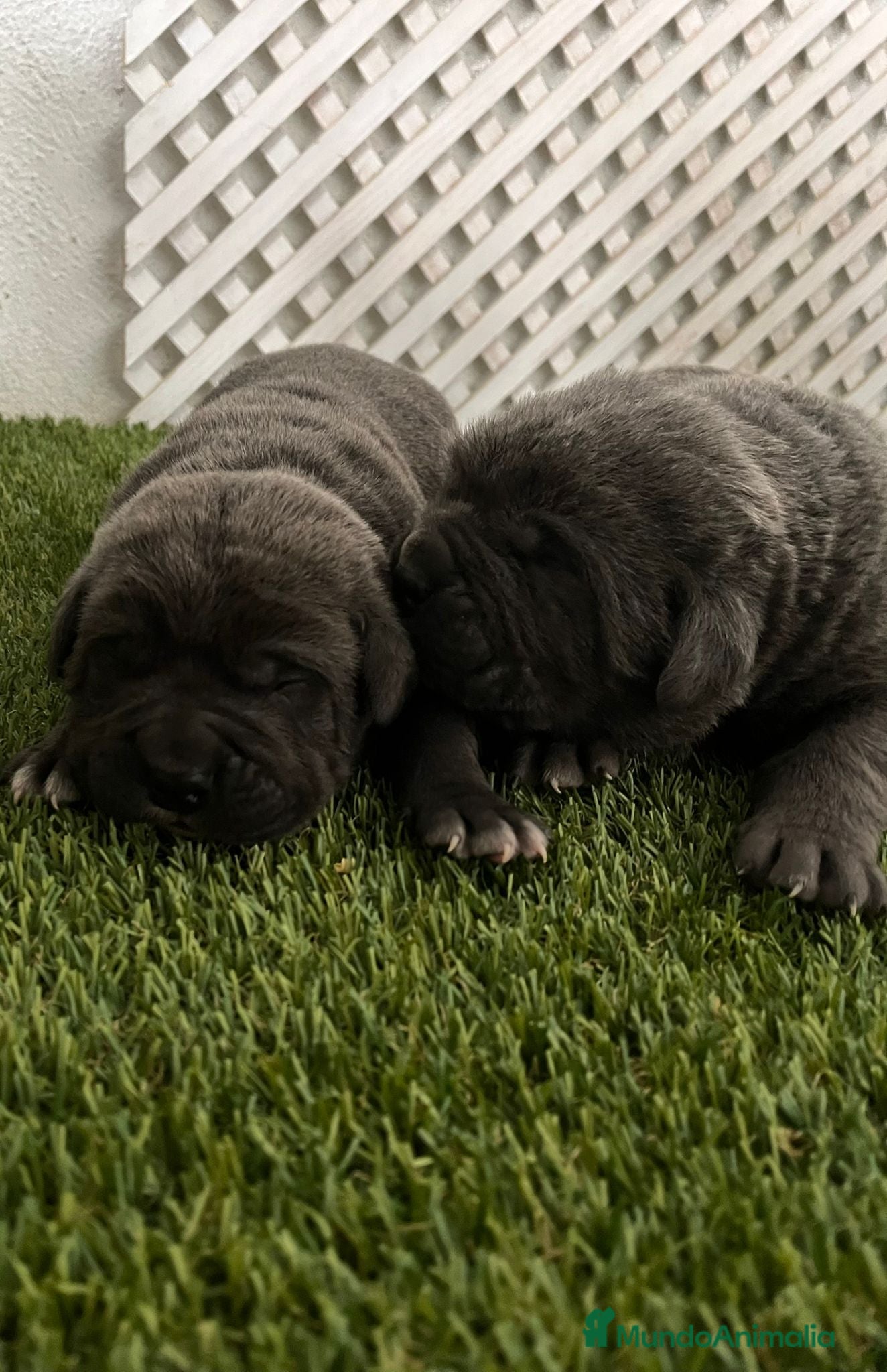 Cane Corso perros CAMADA DE CANE CORSO - Anuncio 2