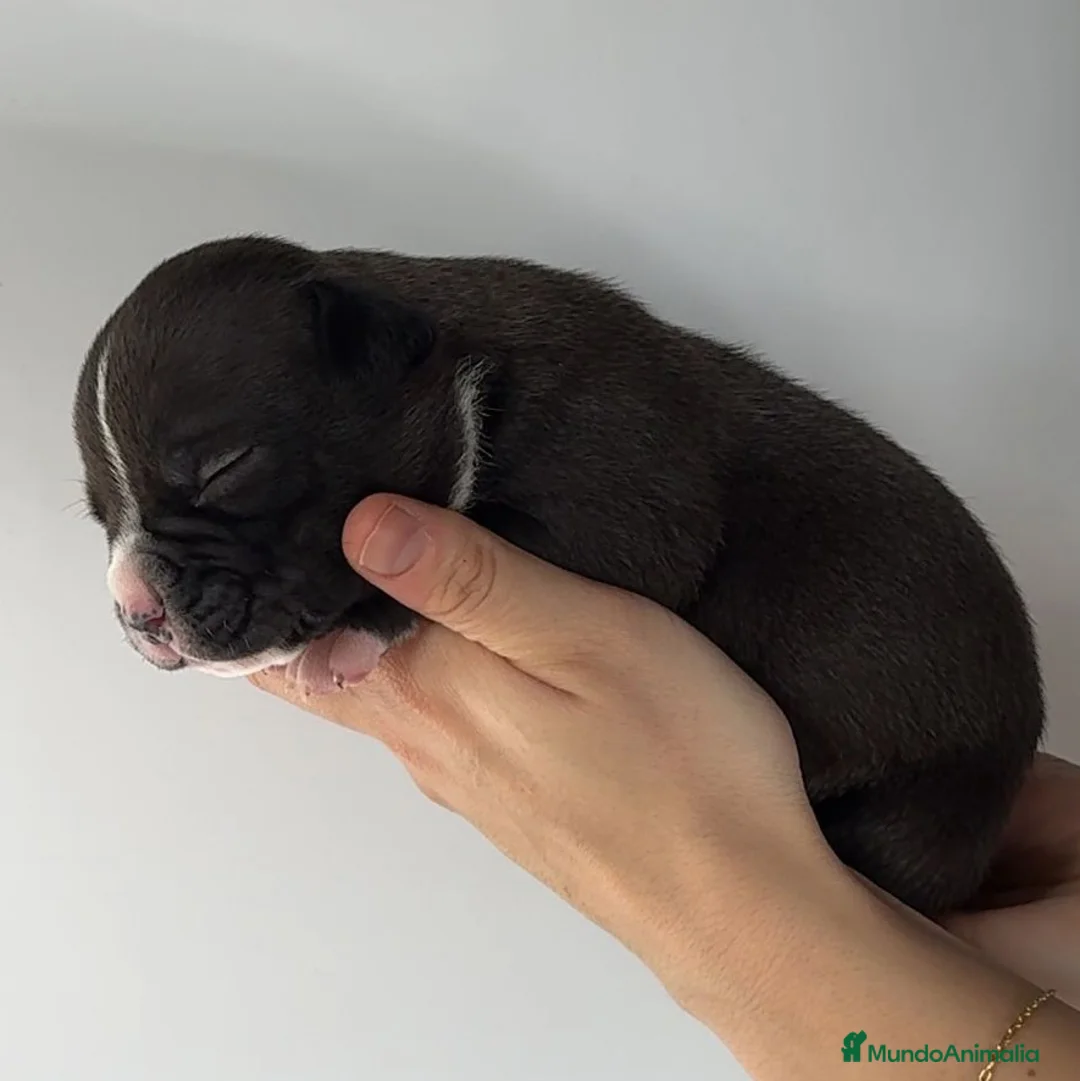 American Bully perros en venta: Preciosos Cachorros de American Bully en Cantabria - Anuncio 2