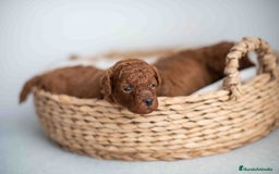 Caniche Toy perros en venta: Caniche toy rojos machos - Imagen 8