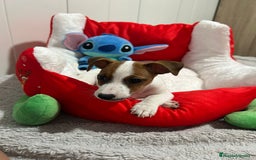 Jack Russell Terrier perros en venta: Jack Russell increíble camada - Imagen 9