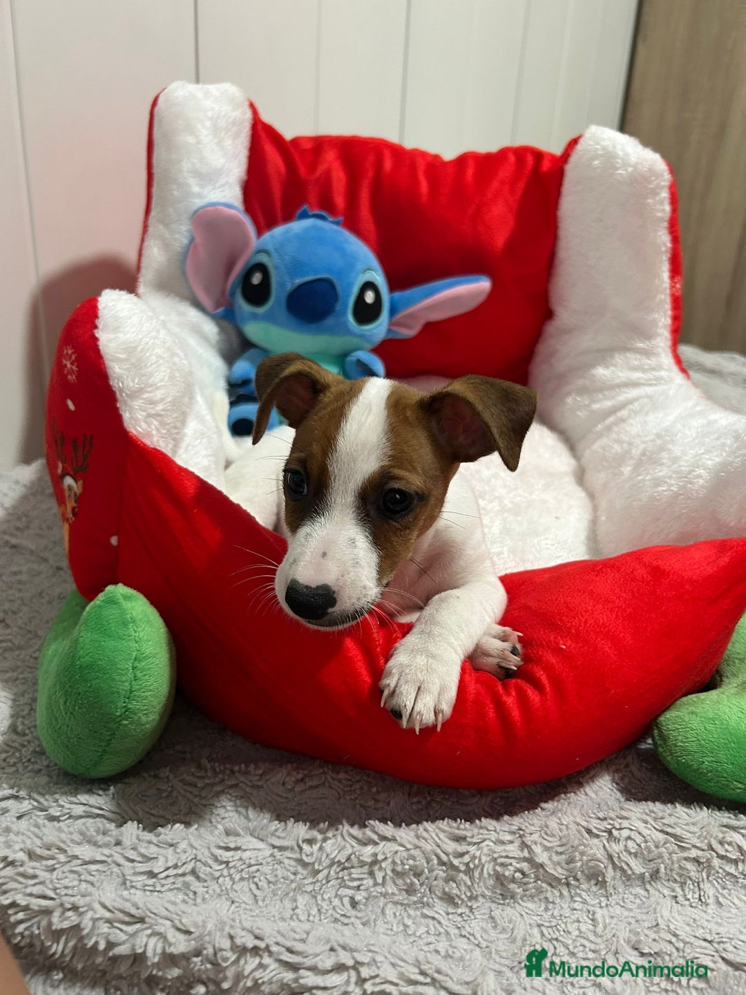 Jack Russell Terrier perros en venta: Jack Russell increíble camada - Imagen 9