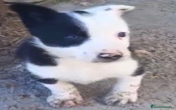 Border Collie perros en venta: Border collie machos - Imagen 6