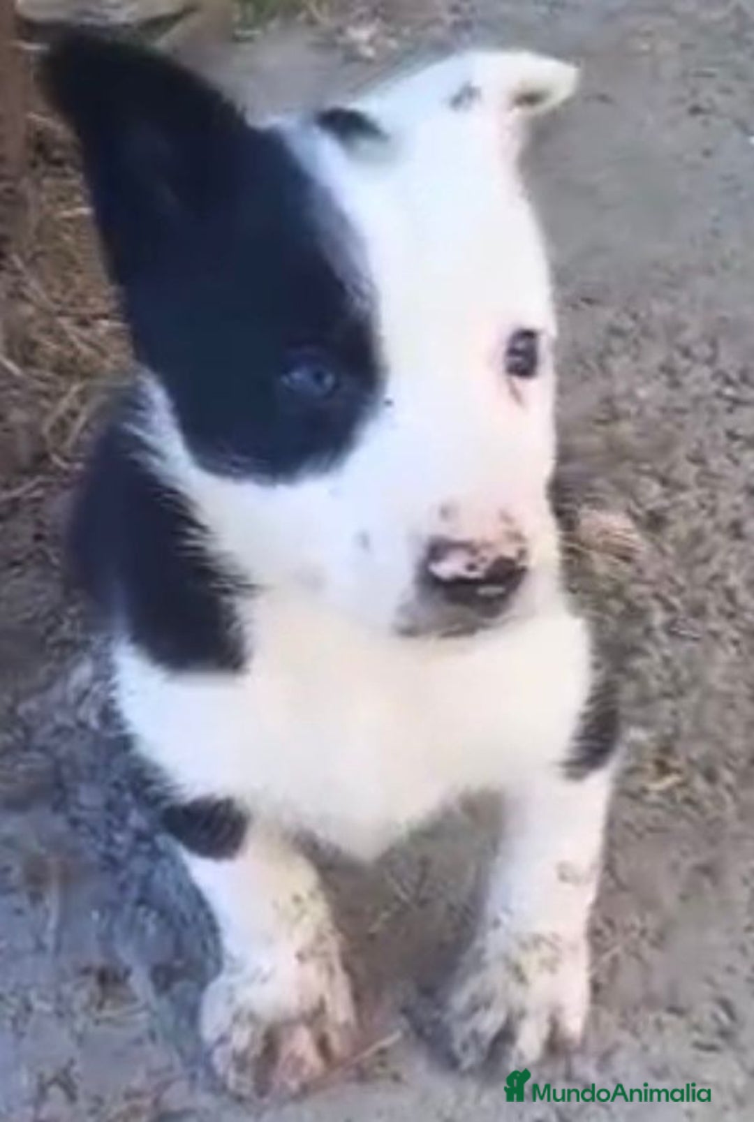 Border Collie perros en venta: Border collie machos - Imagen 6
