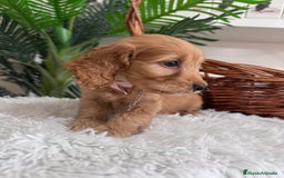 Otras razas perros en venta: COCKAPOO - Imagen 1