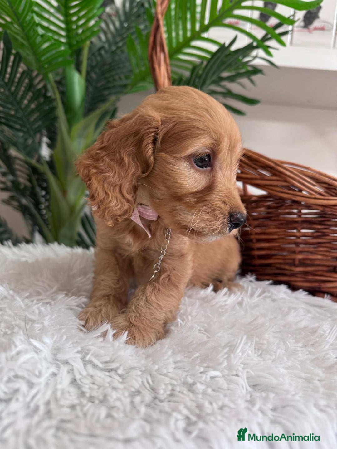 Otras razas perros en venta: COCKAPOO - Imagen 1