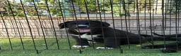 Pastor de Asia Central perros en venta: Hembras de Alabai negras  - Anuncio 6