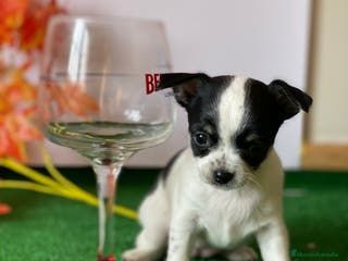 Chihuahua perros Chihuahuas socializados !! en Ciudad Real - Anuncio 7