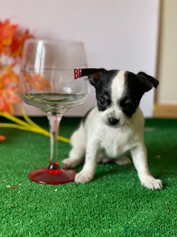 Chihuahua perros en Ciudad Real - Anuncio 3