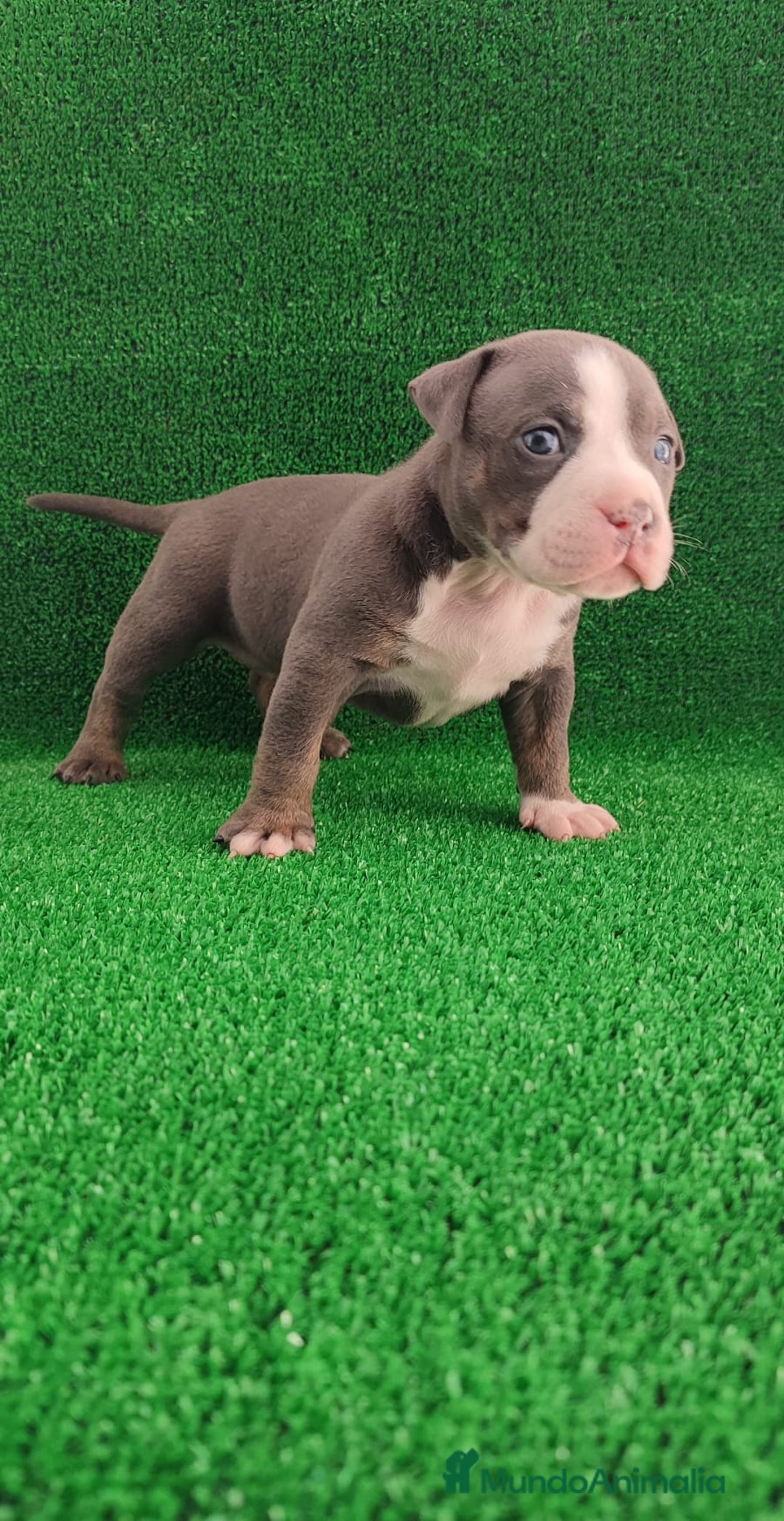 American Bully perros en venta: American bully pocket  - Imagen 5