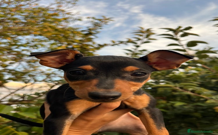 Pinscher Miniatura perros - Anuncio 1
