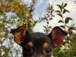 Pinscher Miniatura perros - Anuncio 2