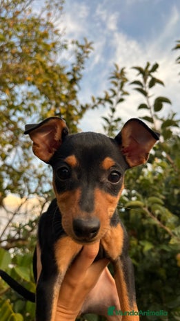 Pinscher Miniatura perros - Anuncio 2