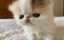Persa gatos en venta: Dos gatas y un gato con pedigree exclusivo - Imagen 2