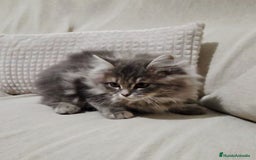 Británico de Pelo Largo gatos en venta: Gatcot.com - Imagen 2