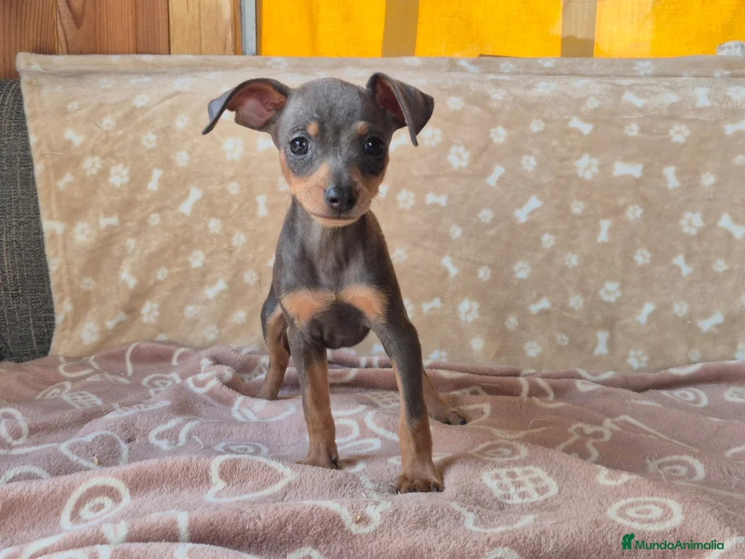 Pinscher Miniatura perros en venta: Pinscher Miniatura Cachorros Cría Responsable  - Anuncio 2